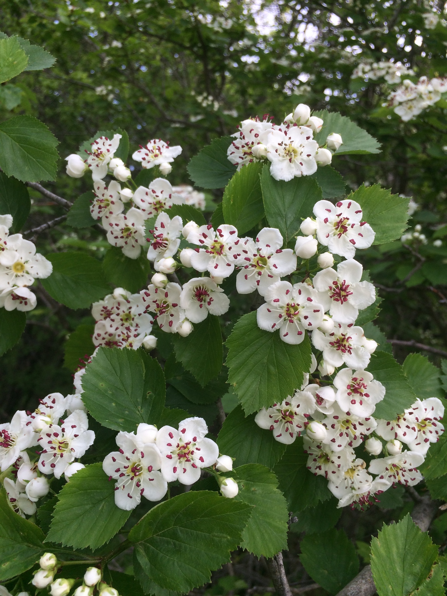 Crataegus suborbiculata; Photo: Étienne Lacroix-Carignan